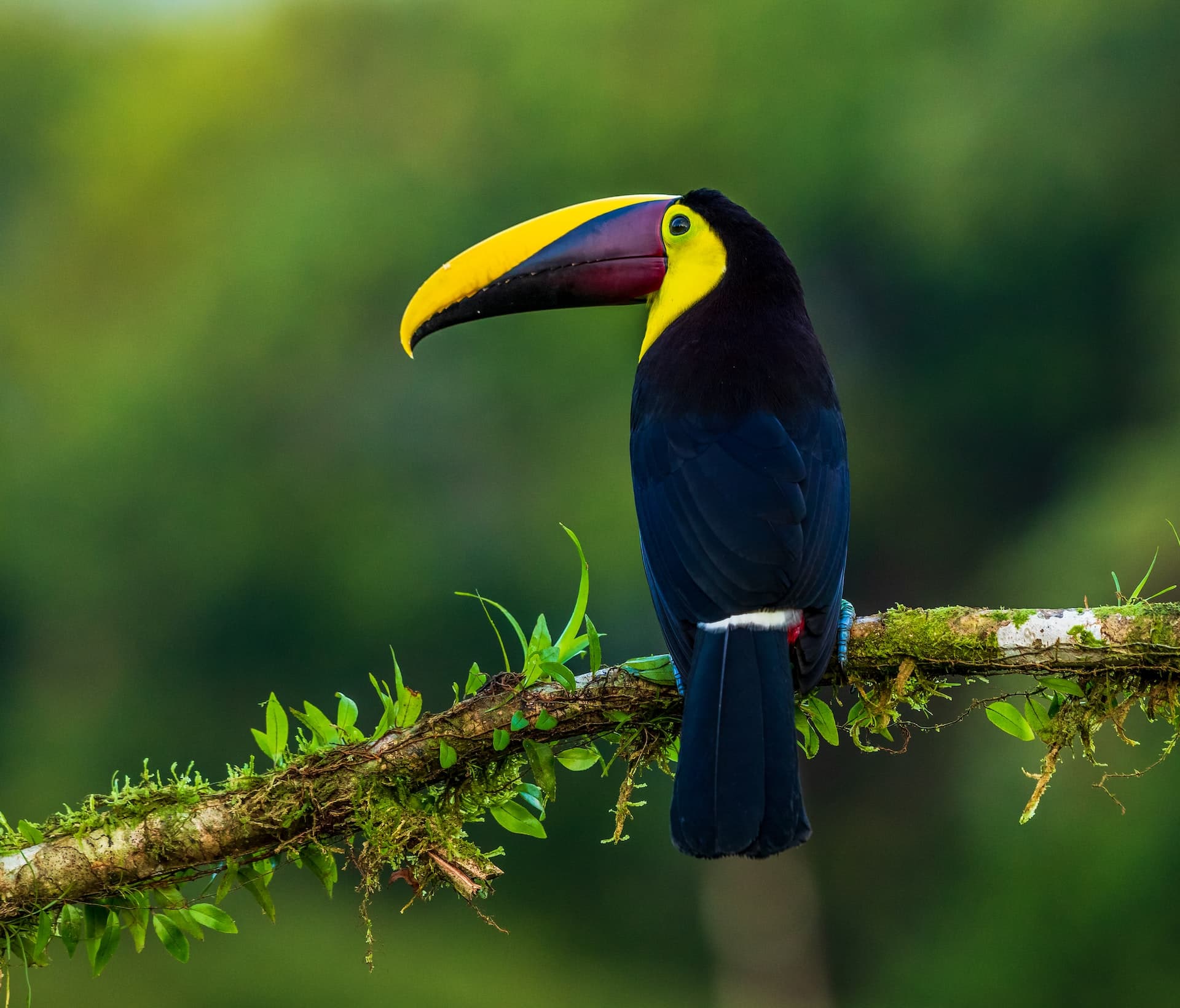 About Leboo Safaris