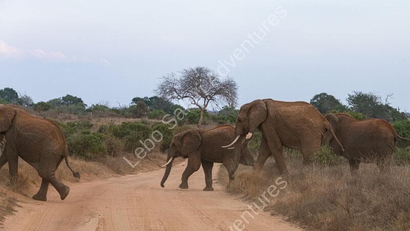 About Leboo Safaris