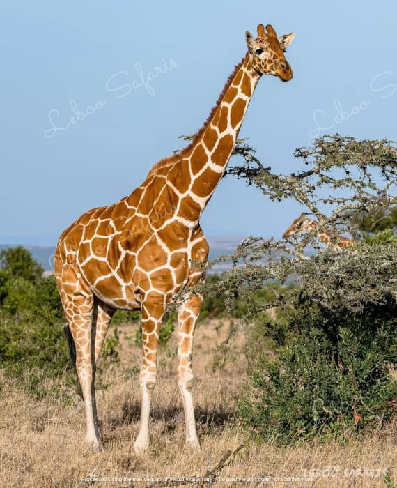 Safari Karibu au Kenya