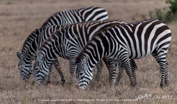 Safari Karibu au Kenya