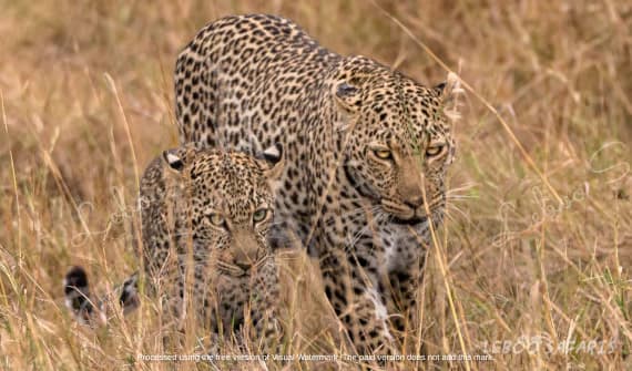 Safari Combine Kenya-Tanzanie