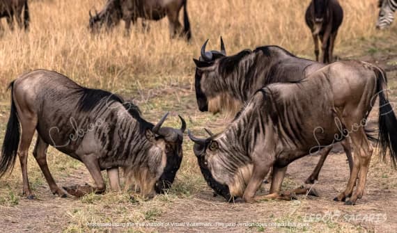 Safari Combine Kenya-Tanzanie