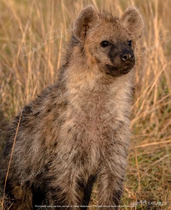 Karibu Tanzanie