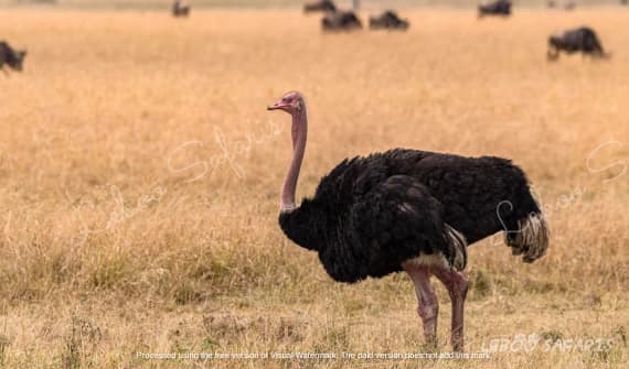 Safari Kidogo