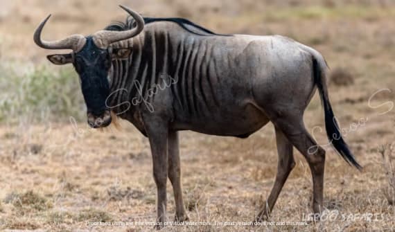 Le Magie du sud Tanzanien