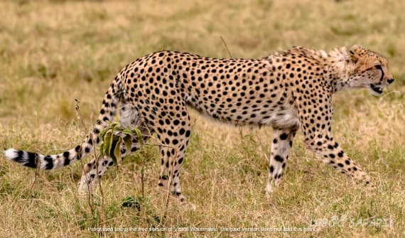 Le Magie du sud Tanzanien