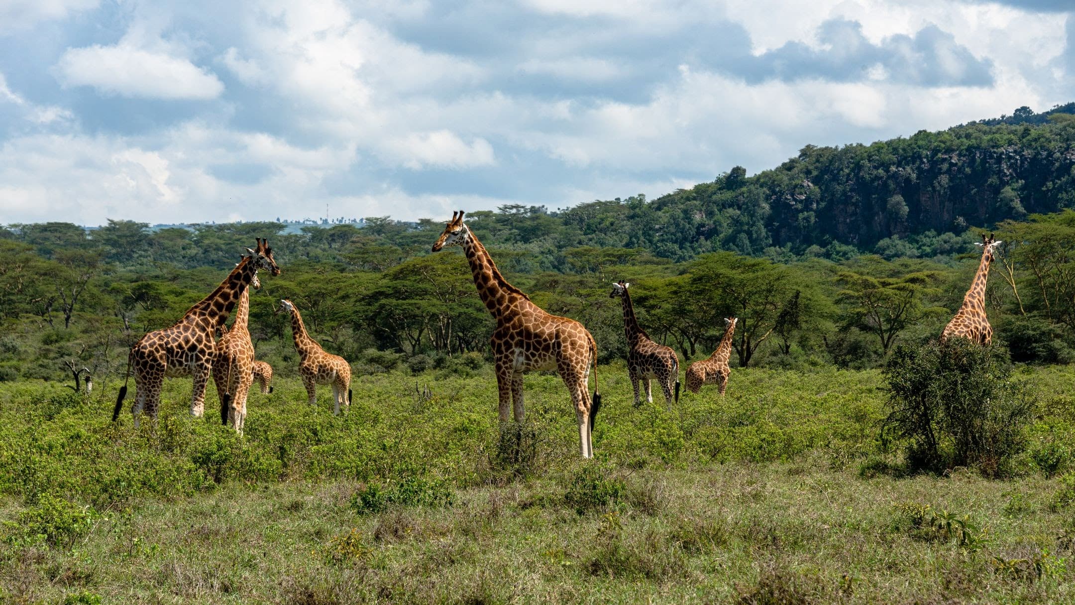 JAMBO NA KARIBU KENYA!